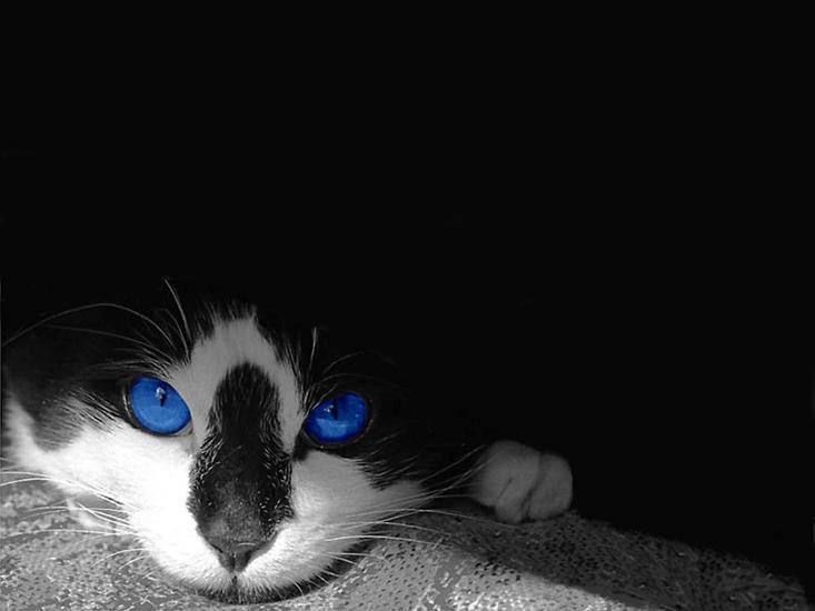 KOTKI - blue_eyes_cats_m.jpg