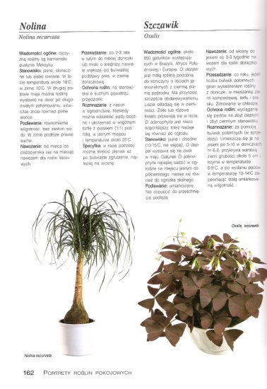 Rośliny Pokojowe - Strona 162.jpg