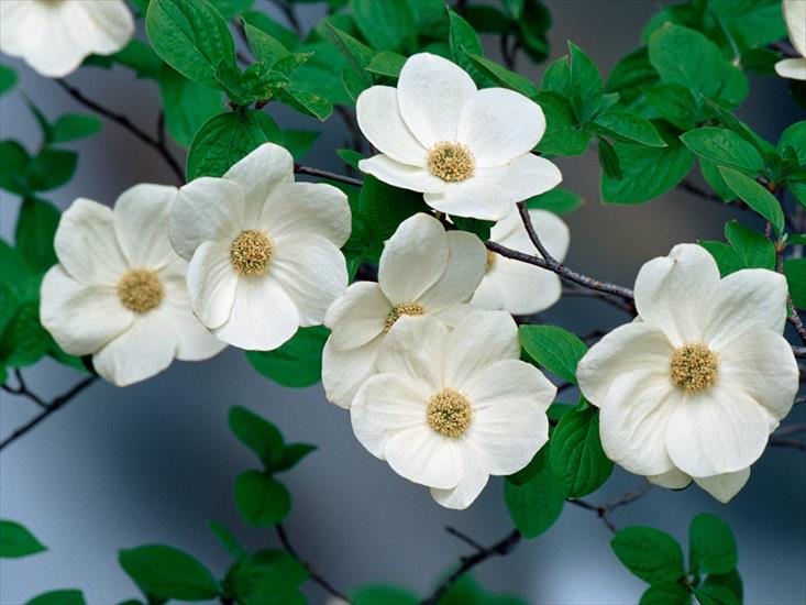 OBRAZY-GIFY NIEPO... - pacific-dogwood-blossoms-over-the-merced-river-yo...national-park-california-pictures-of-flowers_jpg.jpg