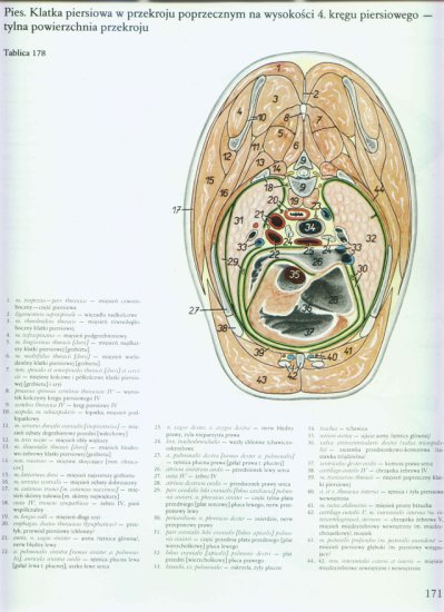 atlas anatomii-tułów - 167.jpg