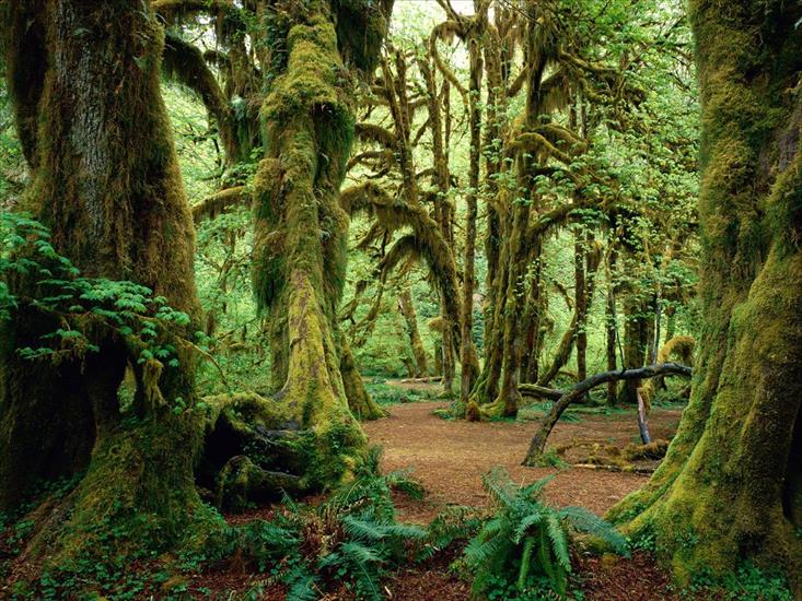 Wallpapers Forests - Hall of Mosses, Olympic National Park, Washingto.jpg