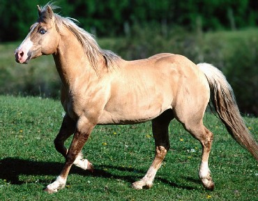 konie frodzkie - izabelowataqa6.jpg