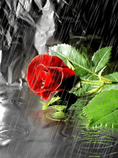 Deszczowe gify i jpg - róża.gif
