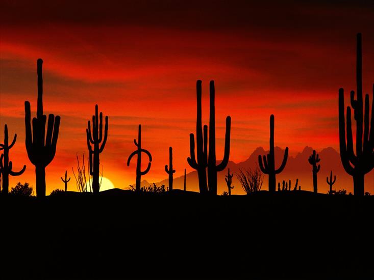 Krajobrazy Natura - Saguaros, Sonoran Desert, Arizona.jpg