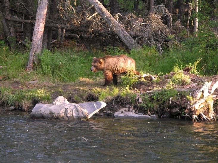 Niedzwiedzie - Przyszłość niedźwiedzi grizzly w prowincji British Columbia.jpg