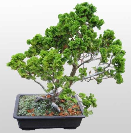 drzewka bonsai - 6.jpeg