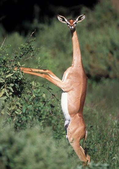 Najdziwniejsze zwierzęta świata ilustracje - Antylopa gerenuk.png