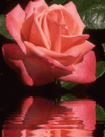 kwiaty w wodzie - roseki5.gif