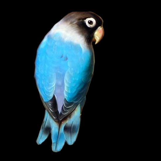 Papugi - Parrot 17..png