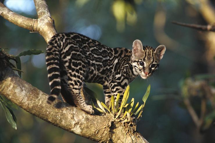 Baby Animals - Portrait of a Wild Margay Kitten, Costa Rica.jpg