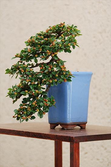 Szata roślinna - Semi-cascade cotoneaster bonsai.jpg