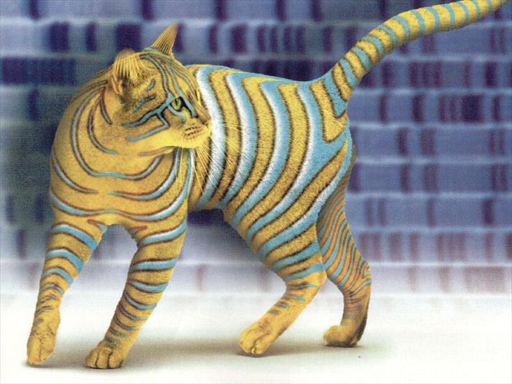 Zwierzęta - Kot z reklamy Adobe.jpg