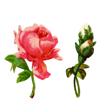 3kwiaty - róża 8.png