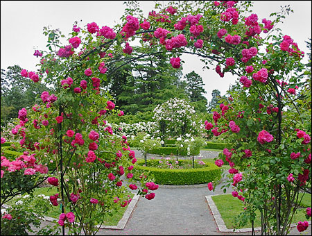 lato - garden_roses.jpg