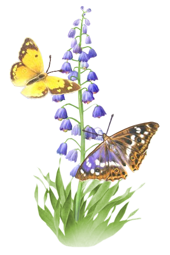 kwiaty - motyl 48.png