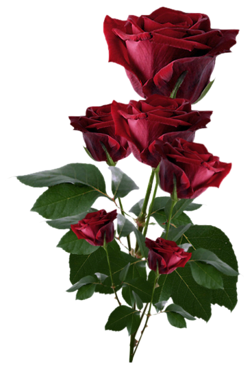 Kocham róże - l770fwijsriwpc6gzt1d.png