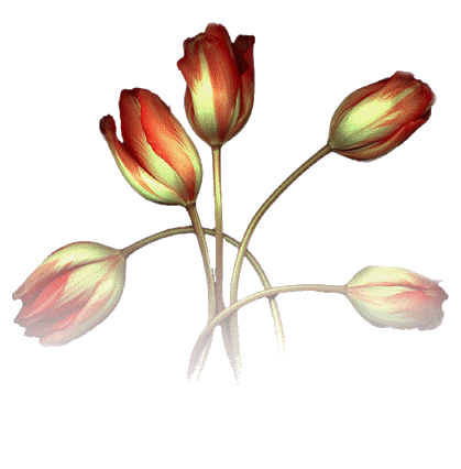 tła dodatki-kwiaty - tulipe-.gif