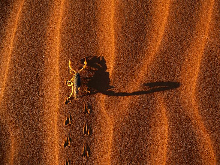 Namibia - Shadow-Casting_Scorpion_Namib-Naukluft_National_Park_Namibia.jpg