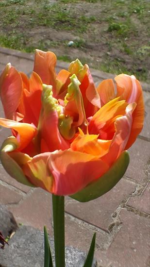 tulipany - 20160506_121349.jpg