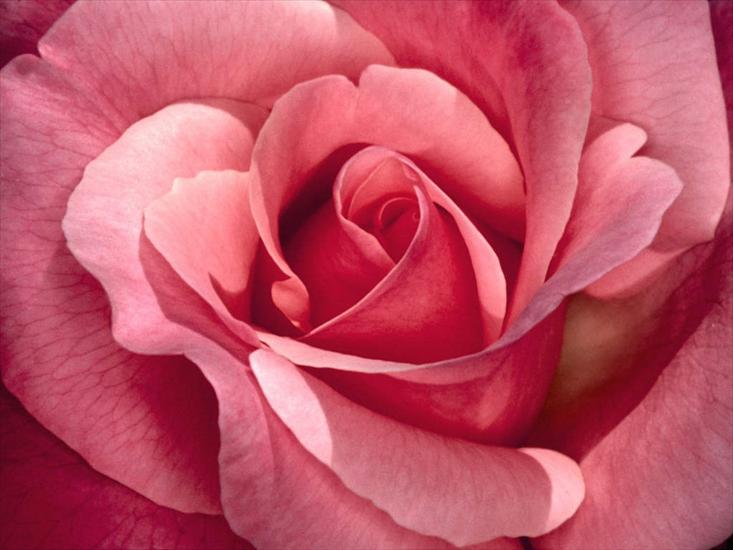 3 róże - Kwiaty_Roses013.jpg