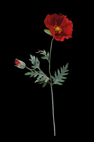 100-Flowers - Red-Poppy.png