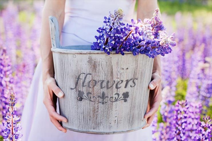 Flowers - Lavender.jpg
