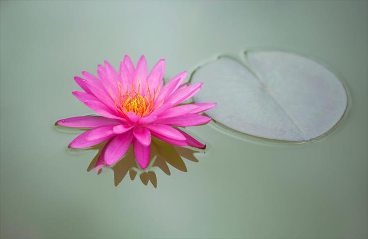 LOTOS - 1280-476269769-pink-lotus.jpg