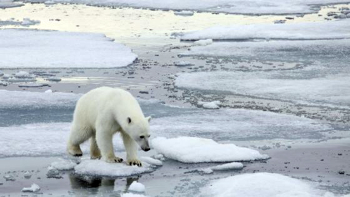Przerażające Zdjęcia - arctic-polar-bear-2.jpg