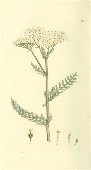 Ryciny - Achillea millefolium - Krwawnik pospolity.jpg