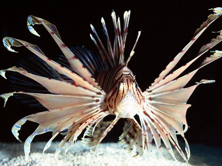 Morskie - Red Volitans Lionfish, Indo-Pacific.jpg