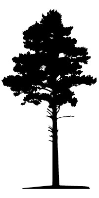Drzewa - szablony 570.jpg