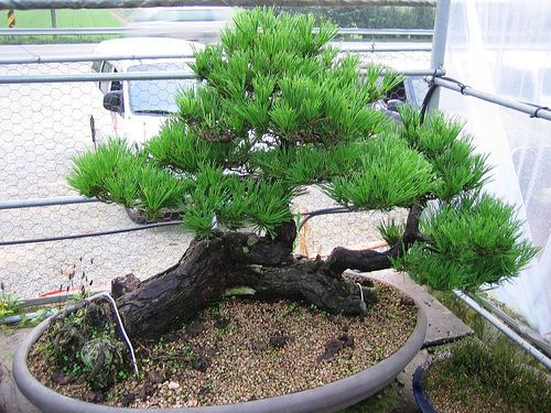 08 bonsai piekne roslinki - 04 2.jpg