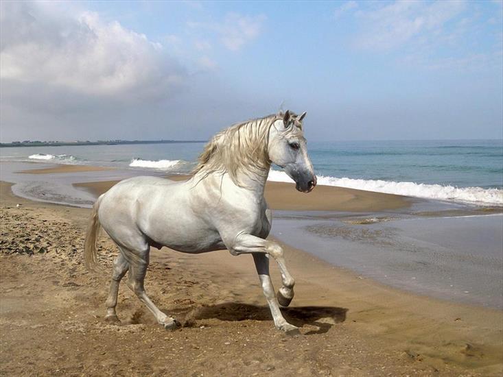 Konie - koń11.jpg