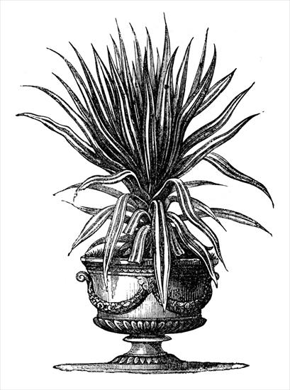vintage czarno-białe III - pottedplant-vintageimage-Graphics-Fairy1.jpg