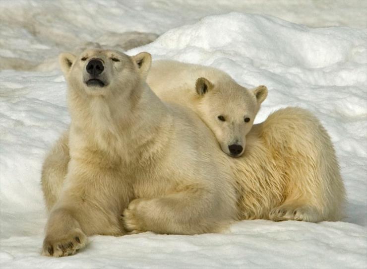 Przerażające Zdjęcia - polar_bears.jpg