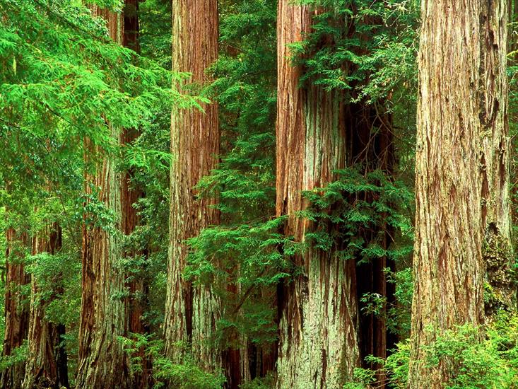 Lasy - Ancient Giants, Big Basin Redwood State Park.jpg