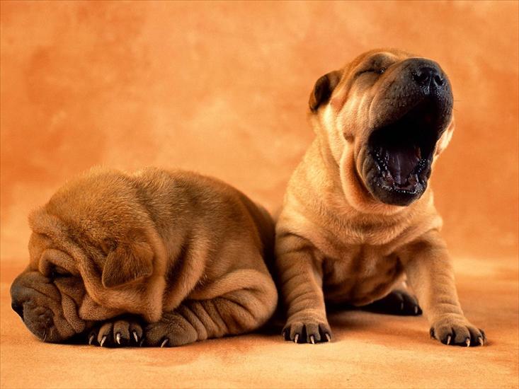 06 Dogs 1600x1200 - Big Yawn.jpg