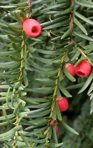 Botanika leśna- Zdjecia drzew i krzewow nagozalazkowych - Cis posp. - Taxus baccata.jpg