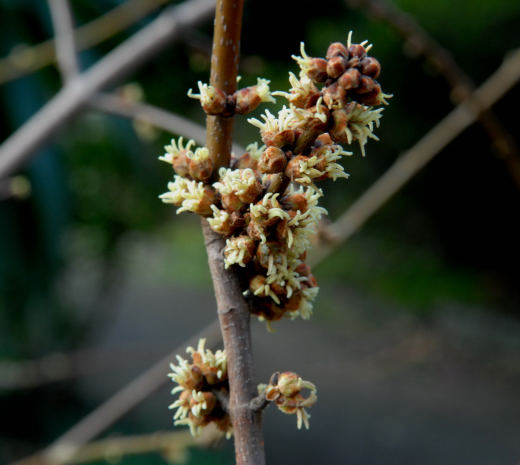 Szata roślinna - Acer saccharinum - klon srebrzysty9.jpg