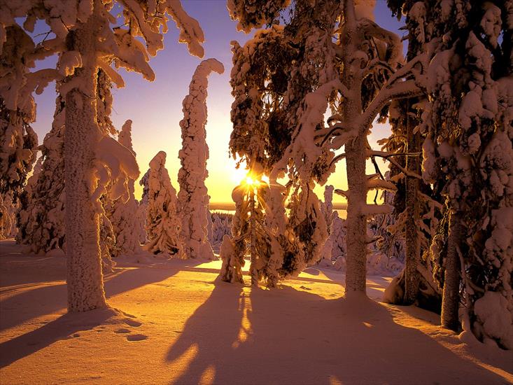 Tapety - Snow Covered Forest, Finland - 16.jpg