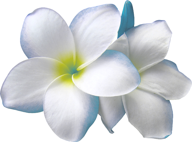 Plumeria - Hawajski kwiat - 4516971.png