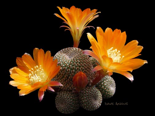 Kwitnące kaktusy - Rebutia heliosa2.jpg