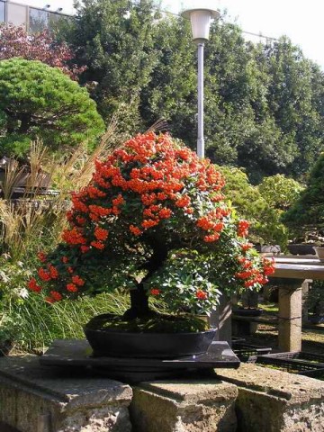bonsai - mediumjyx5mz5547f928cb033d430723.jpg