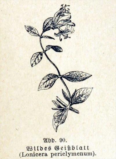Szata roślinna - Lonicera periclymenum - wiciokrzew pomorski11.jpg