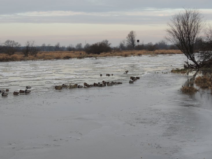 Łabędzie 07.01.2015 - DSCN5398.JPG